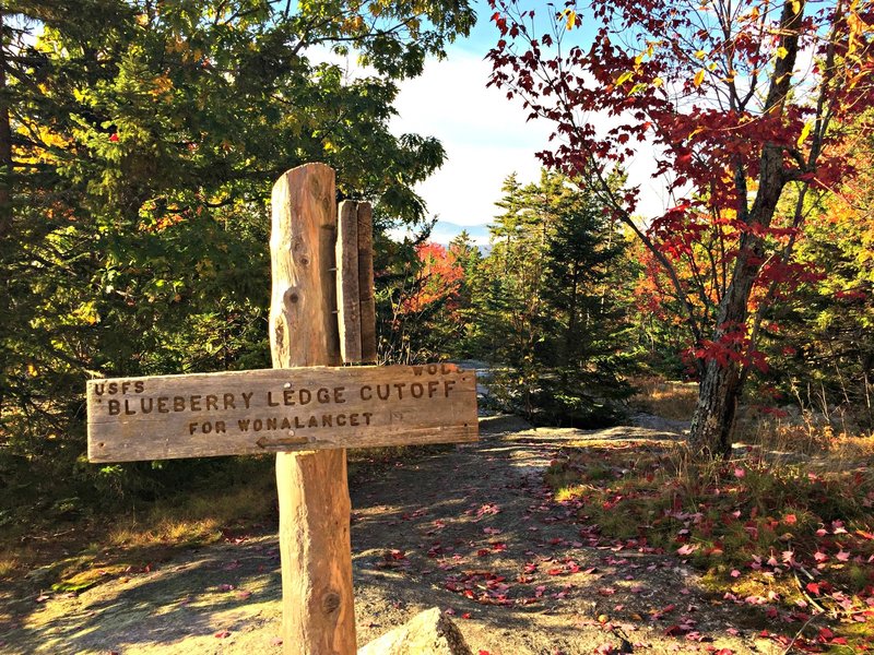 Where the Blueberry Ledge Trail intersects with the cutoff.