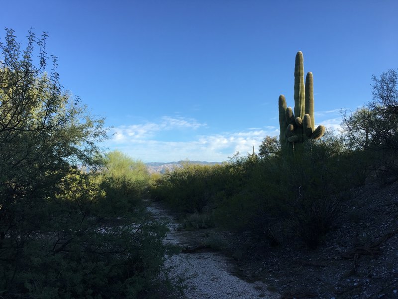 Due to this trail being in the bottom of a wash, it may be overgrown in places.