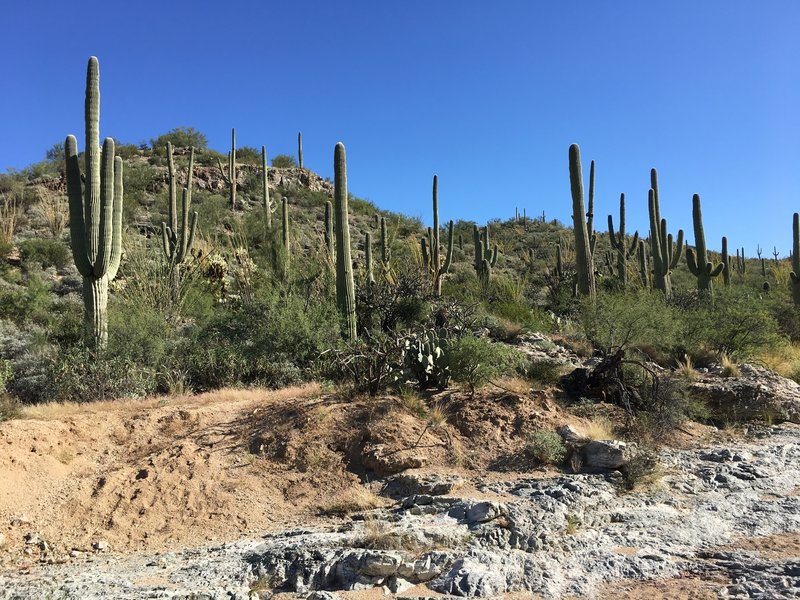 A rocky trail leading into Lime Falls.