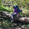 Navigating downed logs on Pharaoh Trail (108H).