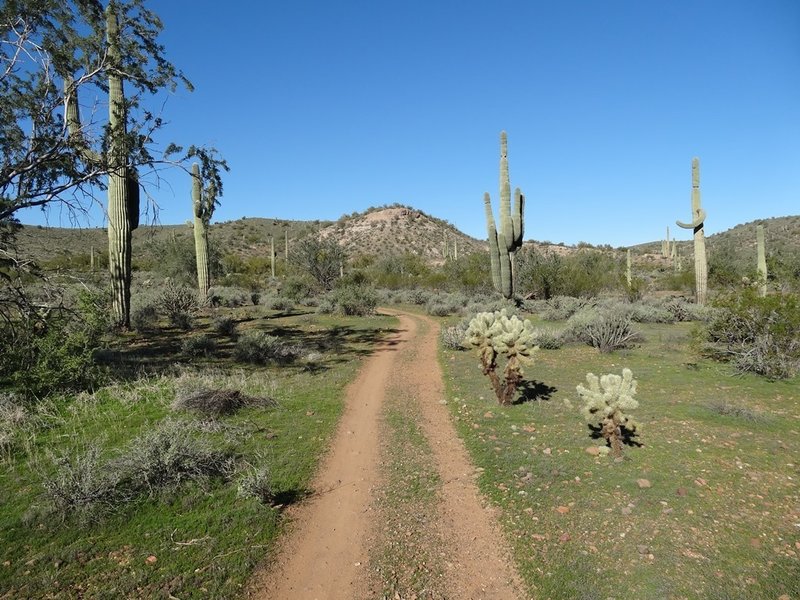 Escondido Trail at McDowell Mountain Regional Park. with permission from Maricopa-County-Parks
