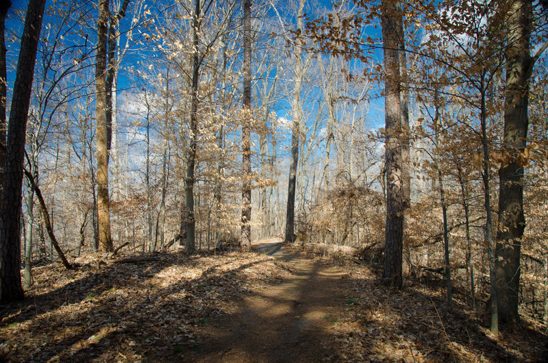 The quiet, forested ridgeline leading away from the Parking lot.