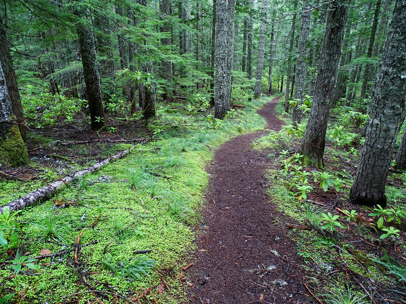 The Hidden Lake trail in mostly second grown forest.  Photo by Guy E. Meacham.