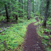 The Hidden Lake trail in mostly second grown forest.  Photo by Guy E. Meacham.