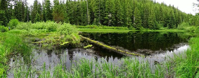 Hidden Lake - bring mosquito repellent!  Photo by Guy E. Meacham.