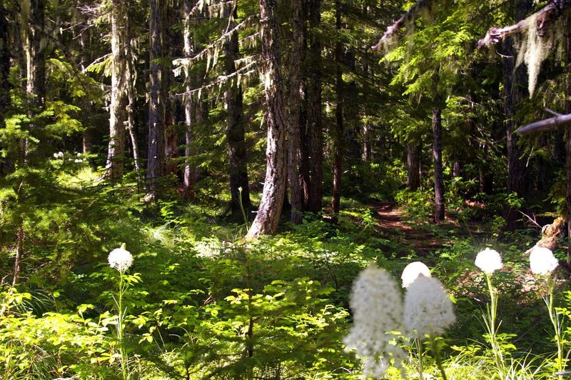 Beargrass blooms in June on the Hidden Lake Trail.  Photo by Gene Blick