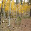 Entering a little aspen grove on Bulldog Trail.