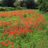 A field of poppies