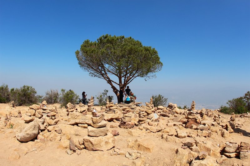 The Wisdom Tree.