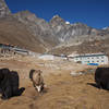 Yaks in Lobuche.