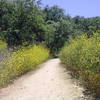 Betty B. Dearing Trail through the wildflowers.