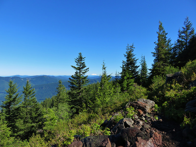 Mt. St. Helens in distance from near the top of Horseshoe Ridge Trail. Photo by Wanderingyunks.