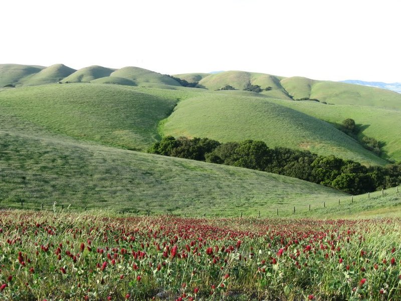 Fields of red in Dublin Hills.