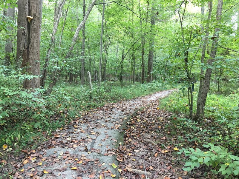 South Run Stream Valley Trail heading east. Singletrack paved.