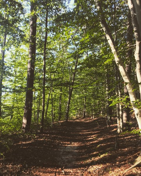 A short section of the Piney Orchard Trail system.