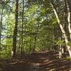 A short section of the Piney Orchard Trail system.