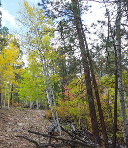 Pretty fall colors along some sections of the Bulldog Trail.