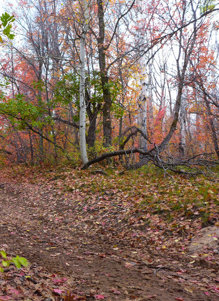 A lovely fall day on the Wagonwheel Trail.