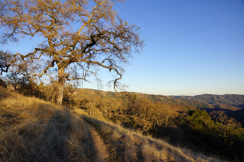 Singletrack in Henry Coe State Park.