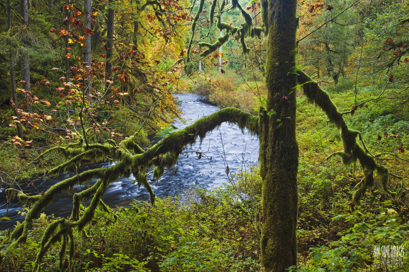 Lush forests surrounding South Fork Silver Creek.