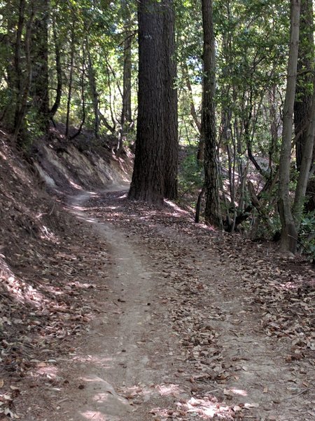 John Nicholas Trail.