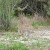 Rabbit off the El Moro Canyon Trail.