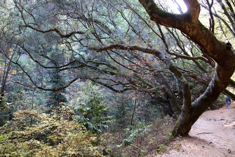 Tilden Regional Park.