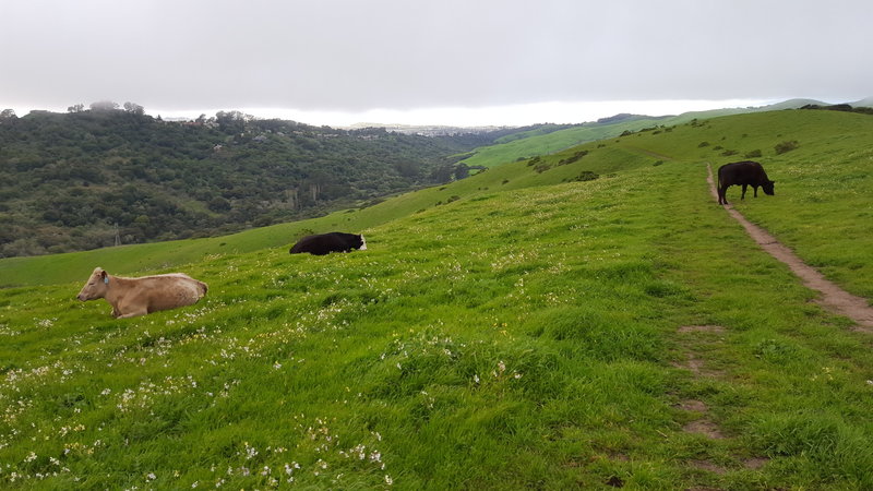 Conlon Trail overlooking Wildcat Canyon.