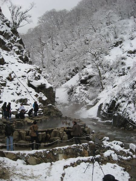 Snow monkeys taking onsen.