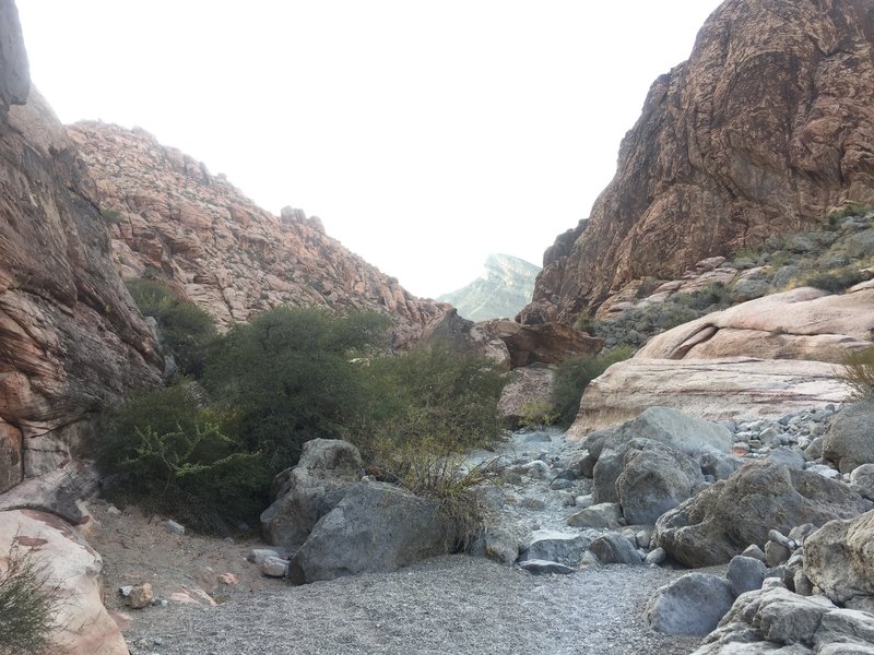 Trail with Turtlehead Peak in the distance.