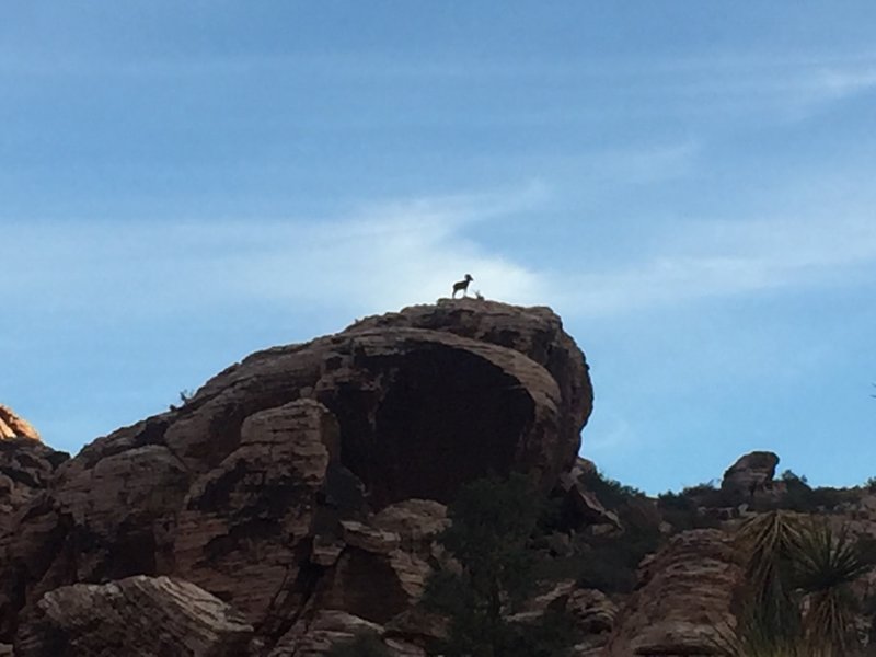 Big Horn Sheep perched on the huge rock.