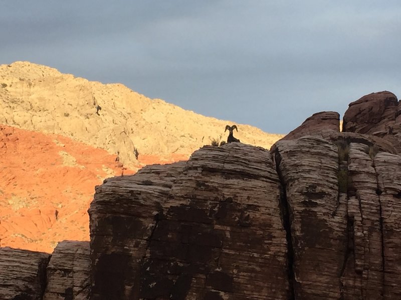 Big Horn Sheep.