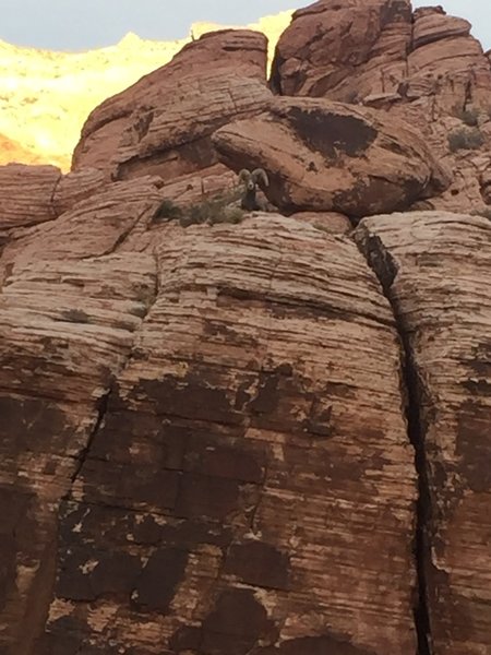 Another shot of the Big Horn Sheep.