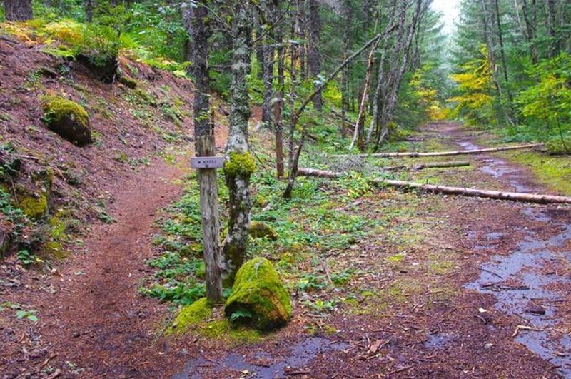 Laurel Hill is also in the area of the old Mt.Hood Highway segment. Photo by John Sparks.