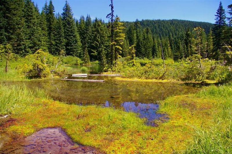 Kinzel Lake next to the trail, is small and swampy. Mosquito repellent is mandatory in early summer. Photo by John Sparks.