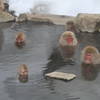 Japanese macaque.