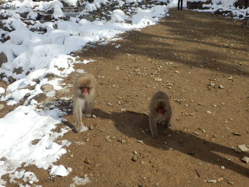 Walking along the path.