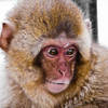 Japanese macaque.