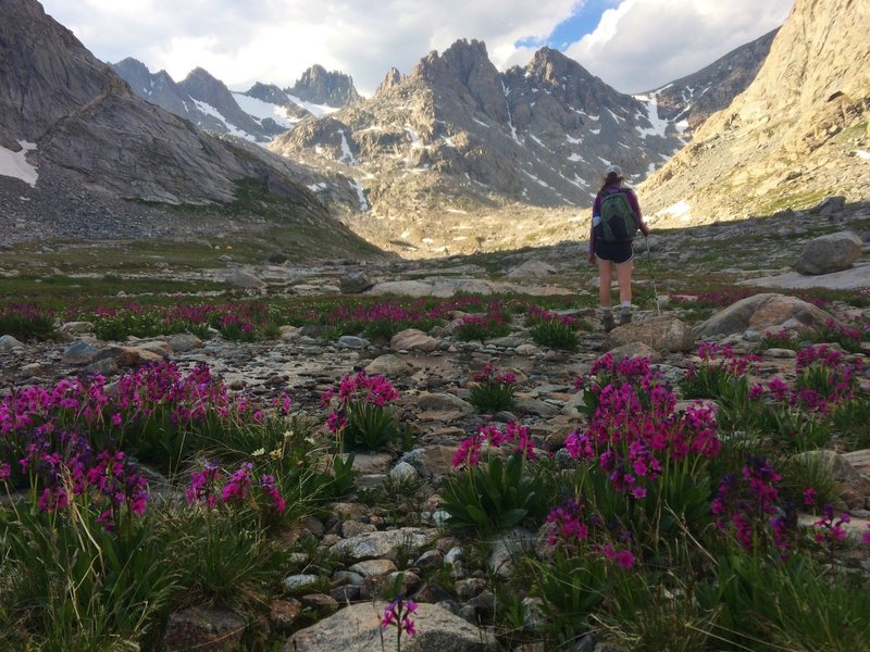 Parry's Primrose blankets the valley in upper Titcomb Basin.
