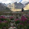 Parry's Primrose blankets the valley in upper Titcomb Basin.