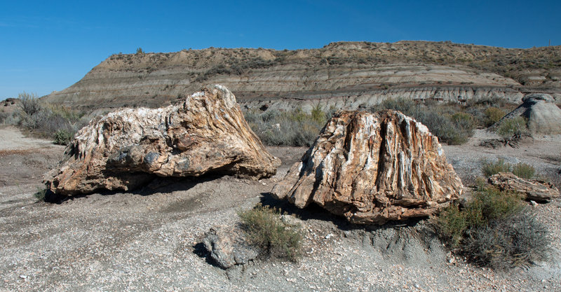 Petrified wood stumps along the North Petrified Trail.