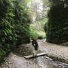 Seasonal bridge at Fern Canyon Loop Trail.