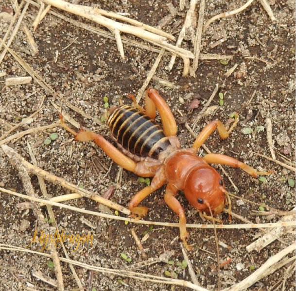 My trail buddy a Jerusalem cricket. Living 4 miles away. I don't see many of these. Notice the new sprouts after the storm.