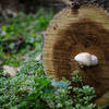 Some of the flora and fungi along the side of the trail in the fall.