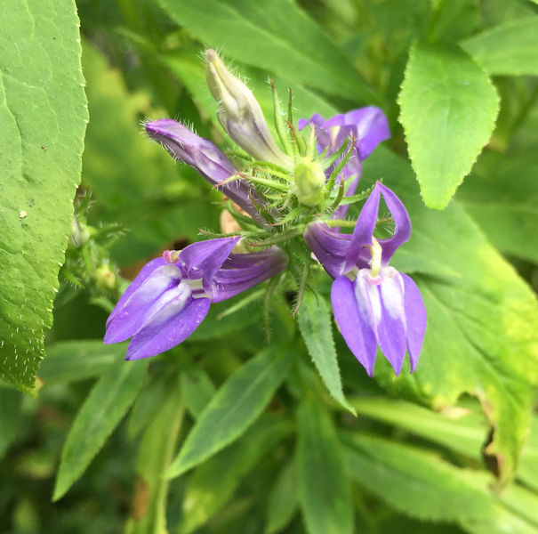 Great Lobelia in bloom along the trail!