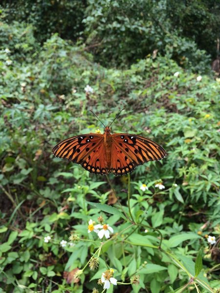 The trail is full of gorgeous butterflies!