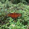 The trail is full of gorgeous butterflies!