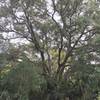 Huge tree off of the side of the trail.