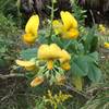 Unknown yellow flower pod plant.