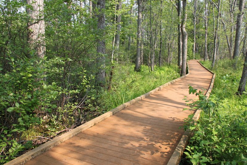 The boardwalk in summer on the Discovery Trail.